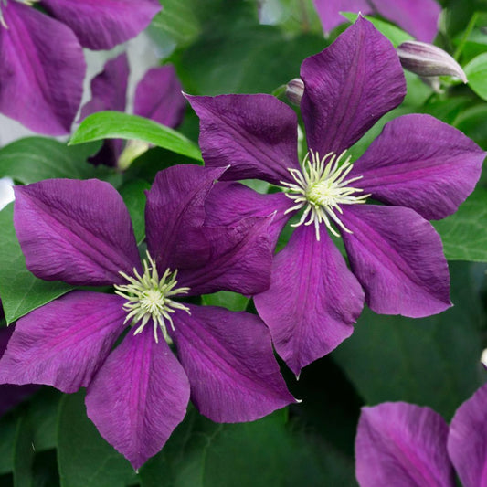 Clematis 'Warszawska'