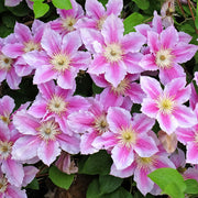 Clematis 'Piilu'