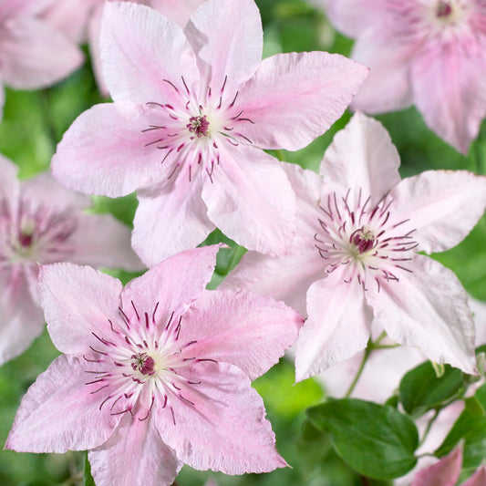 Clematis 'Pink Fantasy'