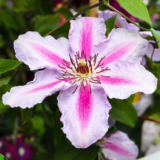 Clematis 'Tudor'