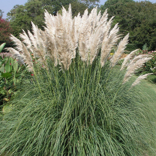 Cortaderia 'Pumila'