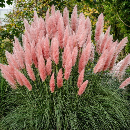 Cortaderia 'Rosea'