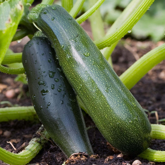 Courgette 'Ambassador'