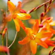 Crocosmia 'Orange Pekoe'