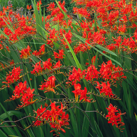 Crocosmia 'Twilight Fairy Crimson'