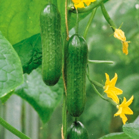 Cucumber Passandra