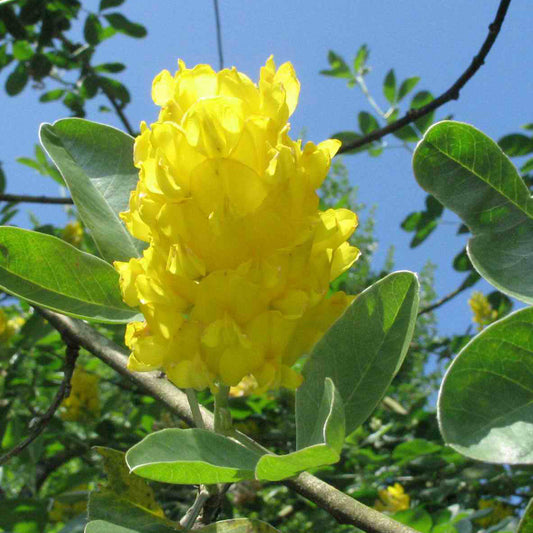 Cytisus 'Yellow Tail'