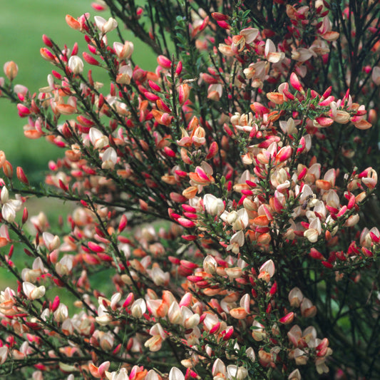 Cytisus 'Zeelandia'