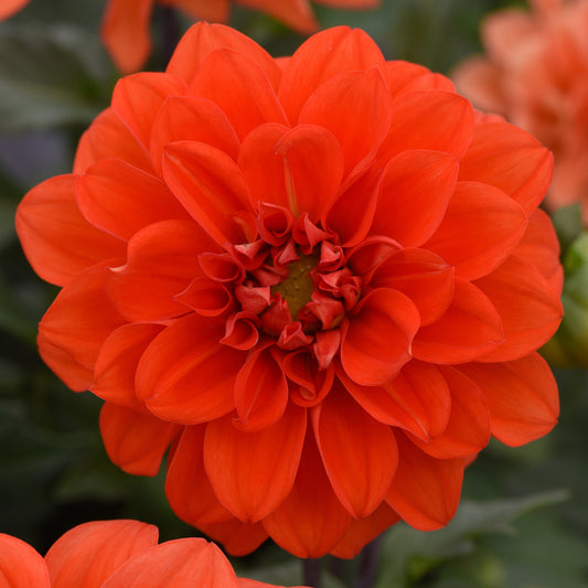 Dahlia Figaro Orange Shades Bedding Plants