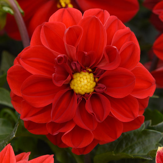 Dahlia Figaro Red Shades Bedding Plants