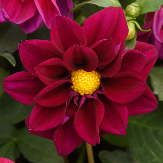 Dahlia Figaro Violet Shades Bedding Plants