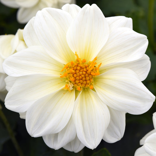 Dahlia Figaro White Shades Bedding Plants