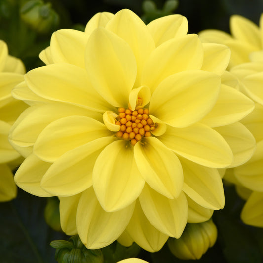 Dahlia Figaro Yellow Shades Bedding Plants