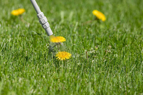 A spray nozzle applying weed treatment to bright yellow dandelion flowers growing in green grass lawn, with herbicide mist visible above the flower