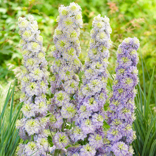 Delphinium 'Highlander Crystal Delight'