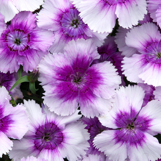 Dianthus F1 Corona Blueberry Magic Bedding Plants