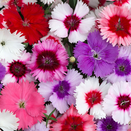 Dianthus F1 Corona Mixed Bedding Plants