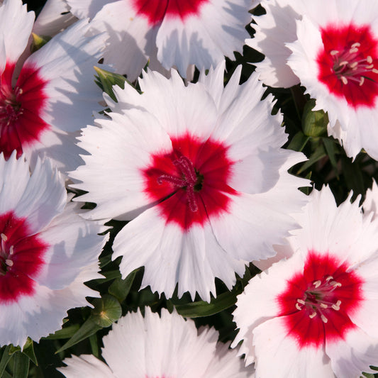 Dianthus F1 Corona Peppermint Magic Bedding Plants