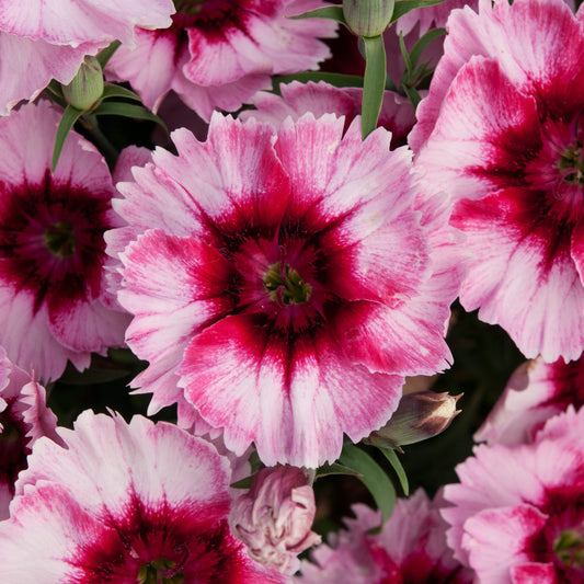 Dianthus F1 Corona Raspberry Magic Bedding Plants