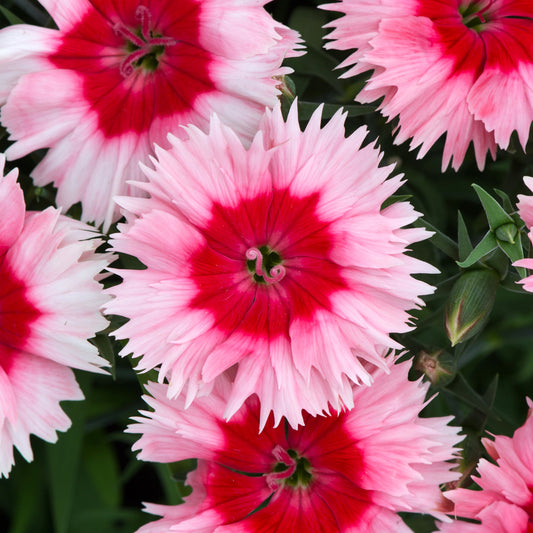 Dianthus F1 Corona Strawberry Magic Bedding Plants