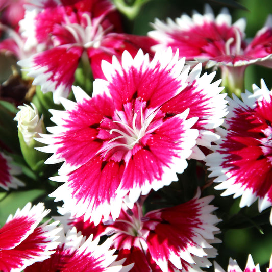 Dianthus Sweet William Bedding Plants