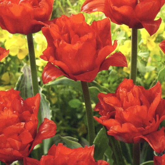 Tulip 'Double Red Riding Hood'