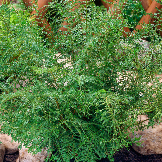 Dryopteris 'Linearis Polydactyla'