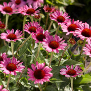 Echinacea 'Little Magnus'