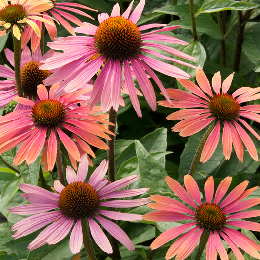 Echinacea 'Summer Cocktail'