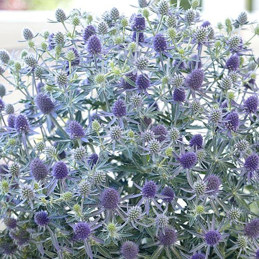 Eryngium 'Magical Blue Globe'