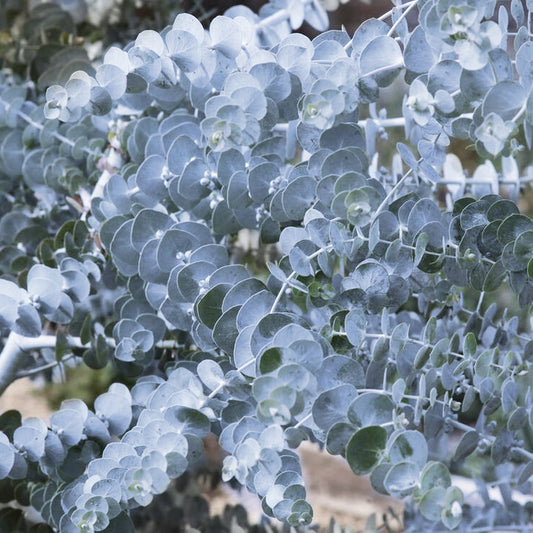 Eucalyptus 'Silverana' Patio Tree