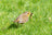 A European robin with distinctive orange-red breast stands in bright green grass, holding a small worm or grub in its beak. The bird is captured in sharp detail against a soft, natural background.