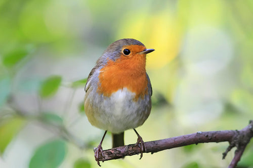 A European robin with its distinctive orange-red breast and gray-brown feathers perches on a thin branch against a soft, blurred green background. The bird's round black eye and small black beak are clearly visible in this detailed close-up shot.