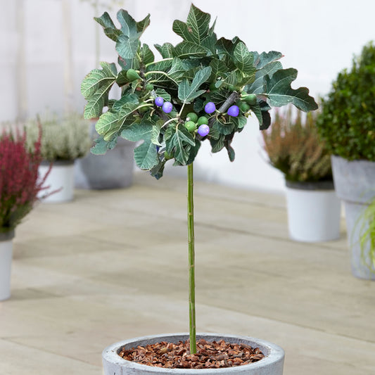 Ficus 'Brown Turkey' Patio Tree