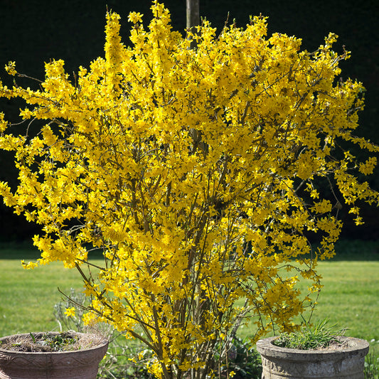 Forsythia 'Flojor'