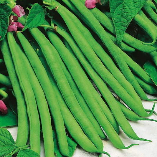 French Beans 'Tendergreen'