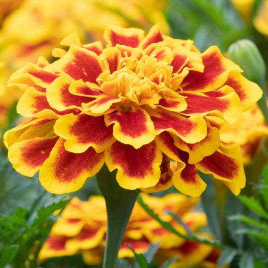 Marigold French Durango Bee Bedding Plants