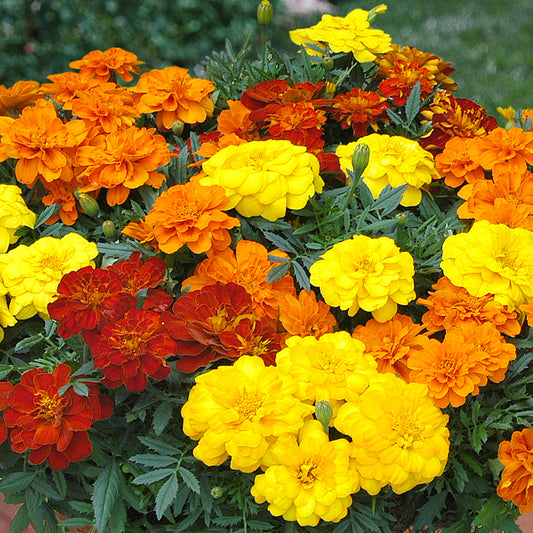 Marigold French Durango Mixed Bedding Plants