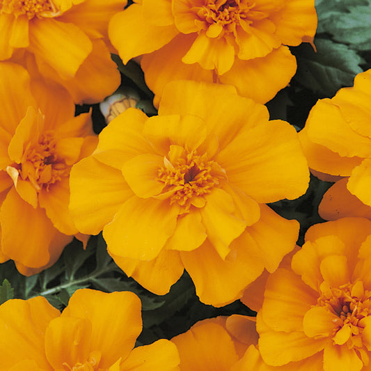 Marigold French Durango Orange Bedding Plants