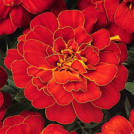 Marigold French Durango Red Bedding Plants