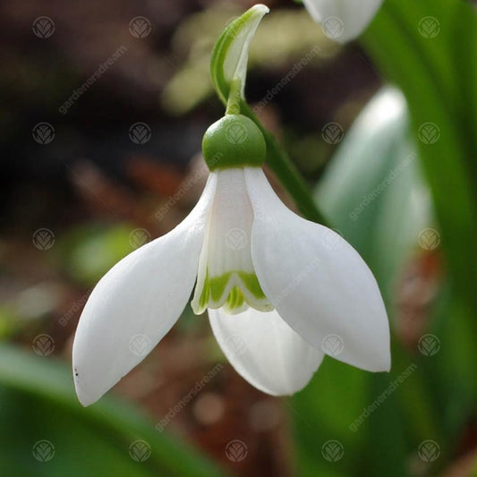 Galanthus woronowii