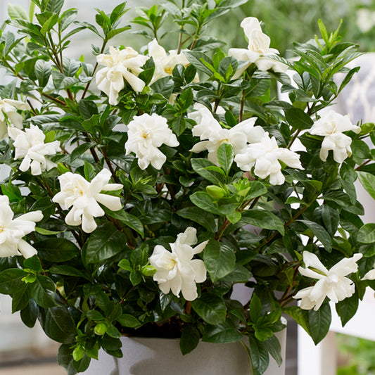 Gardenia 'Double Diamond'