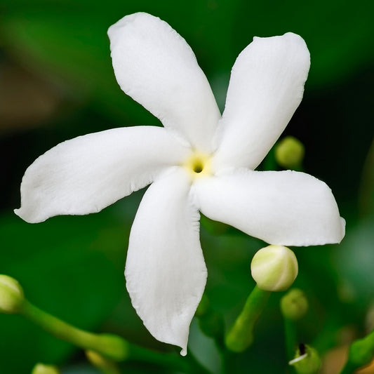 Gardenia 'Pinwheel'