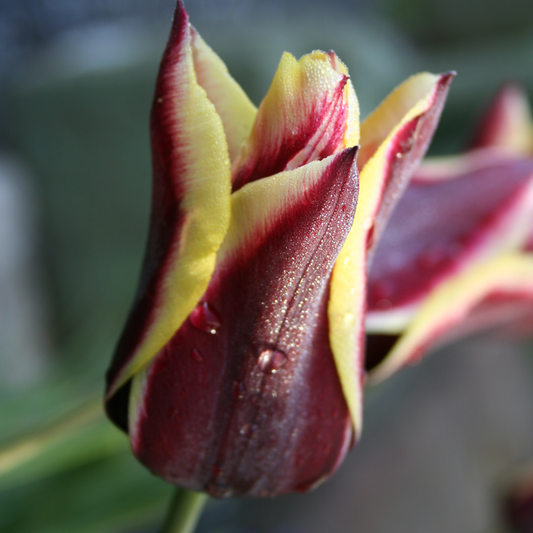 Tulip 'Gavota'