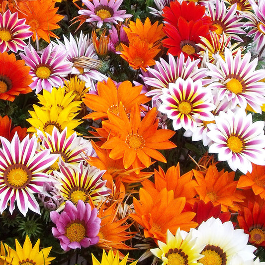 Gazania F1 Daybreak XP Mixed Bedding Plants