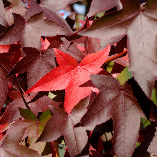 Liquidambar 'Worplesdon'