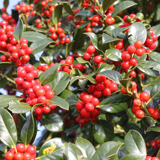 Ilex 'JC Van Tol'