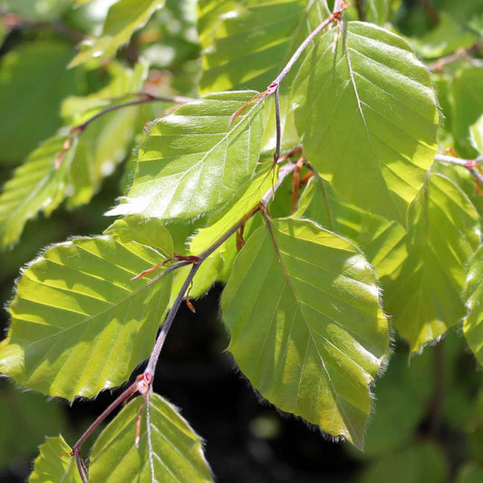 Fagus sylvatica