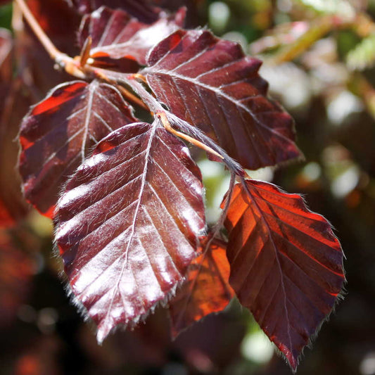 Fagus 'Purpurea'