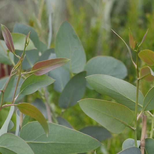 Eucalyptus pauciflora niphophila